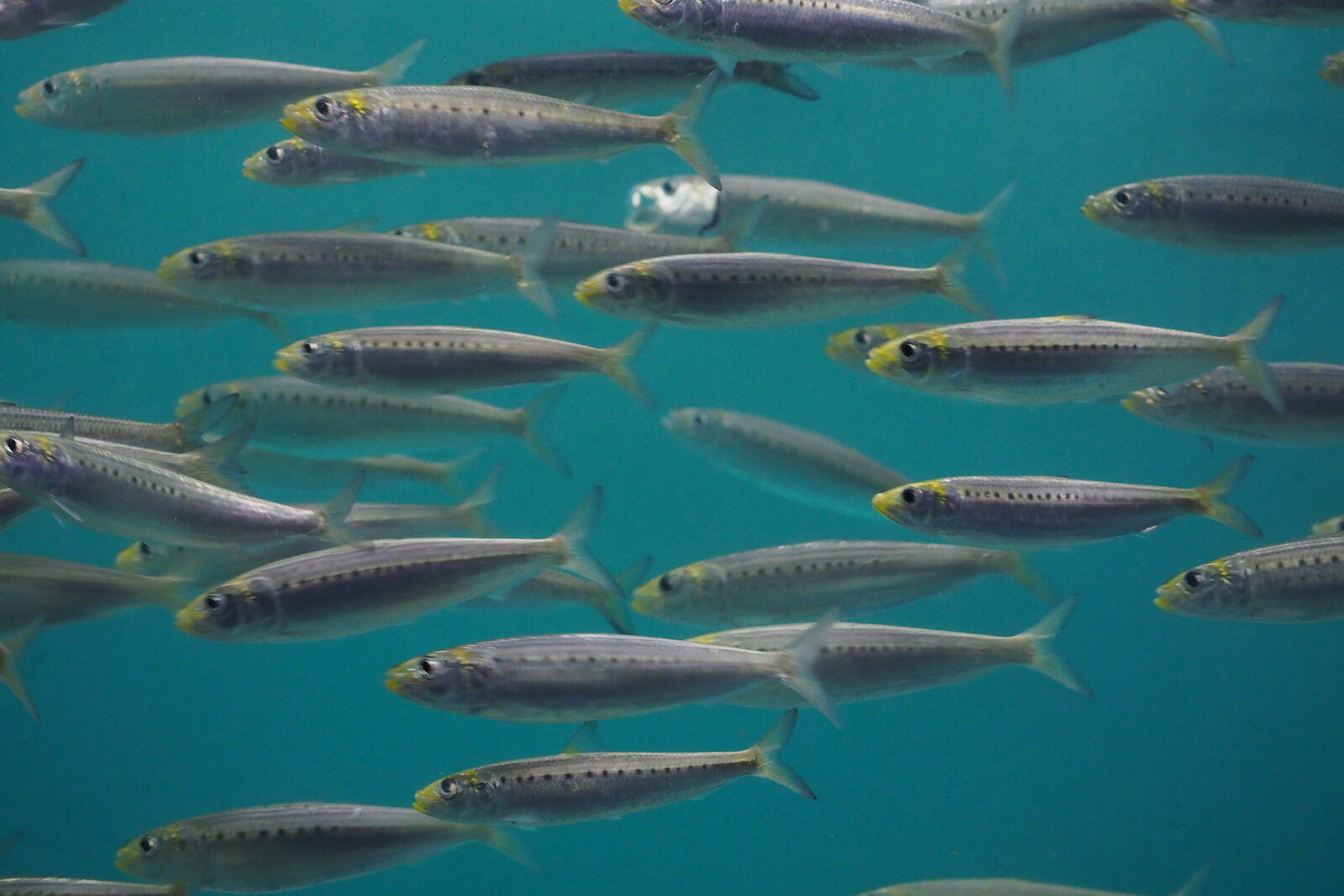 Sardine Run (Wild Coast)
