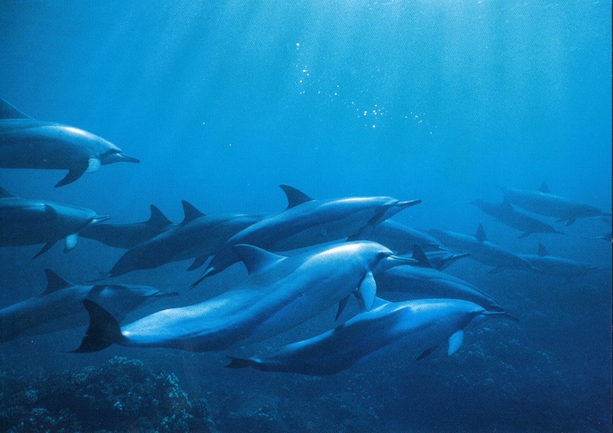 Dolphins