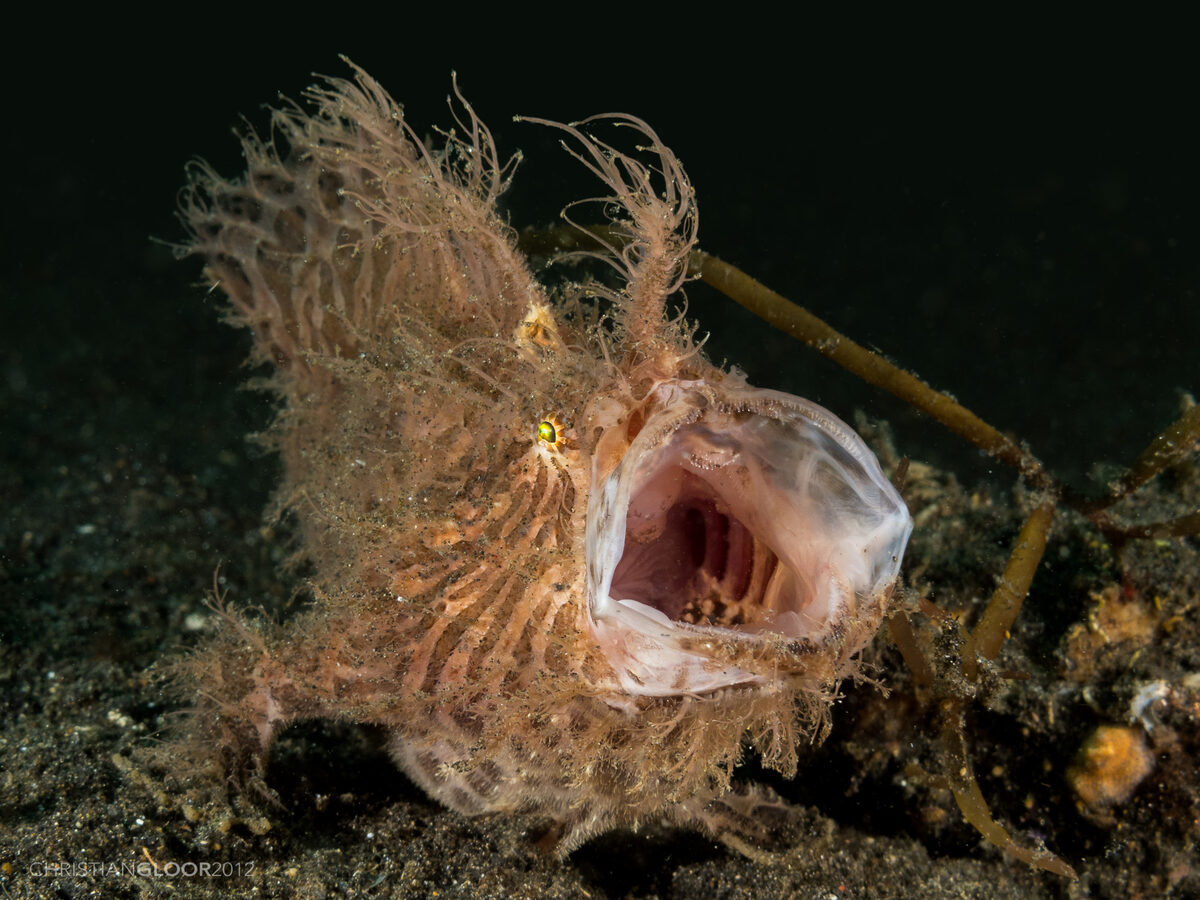 Frogfish
