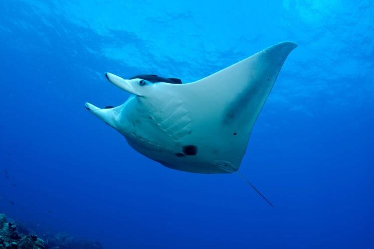 Giant Oceanic Manta Ray