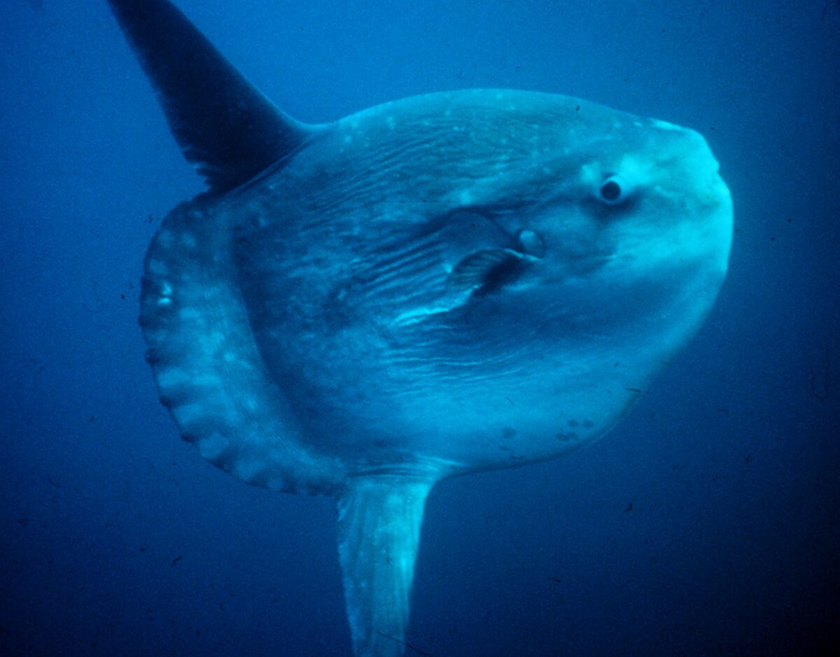Ocean Sunfish (Mola Mola)