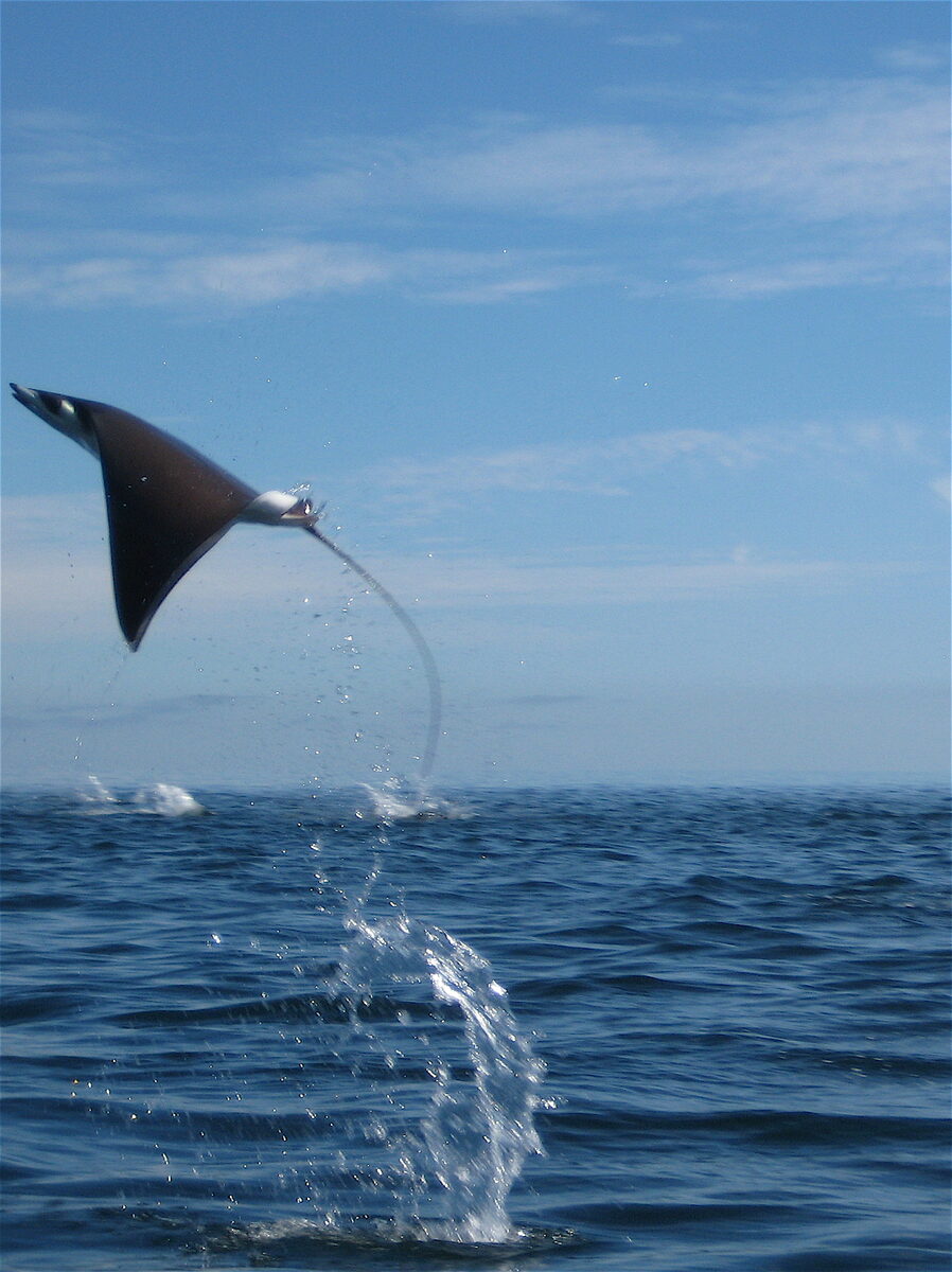 Munk's Devil Ray (Mobula)