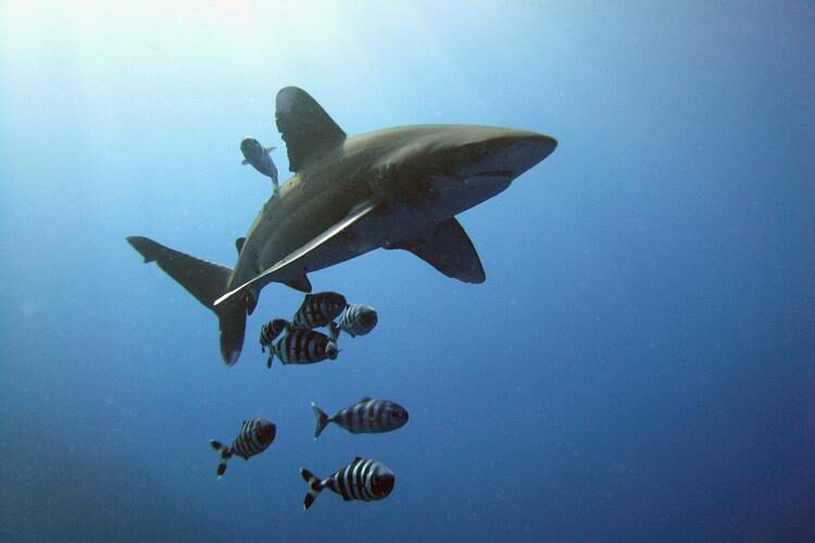 Oceanic Whitetip Shark