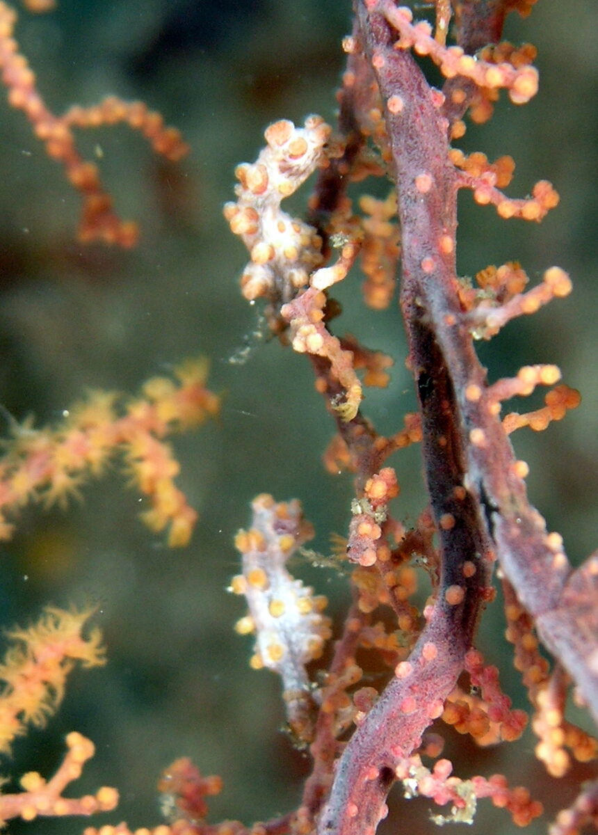 Pygmy Seahorse