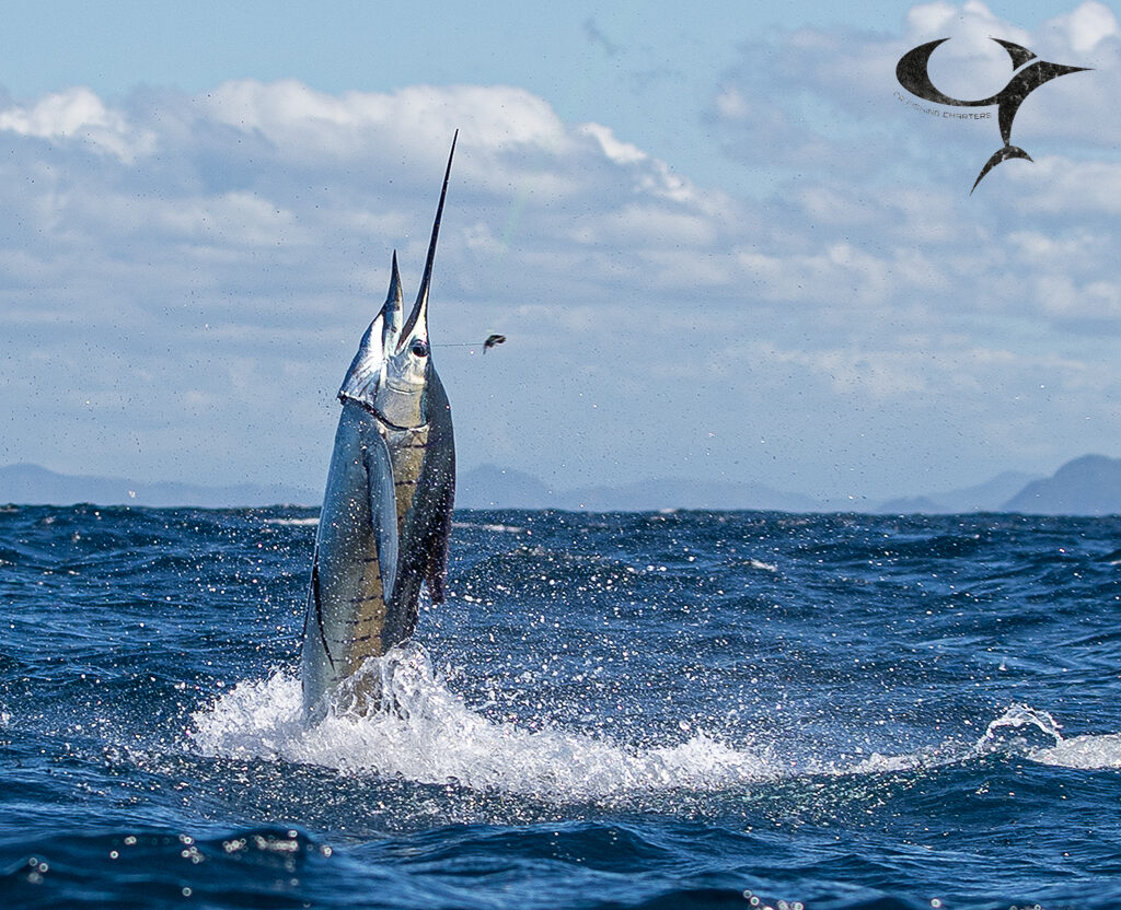 Atlantic Sailfish