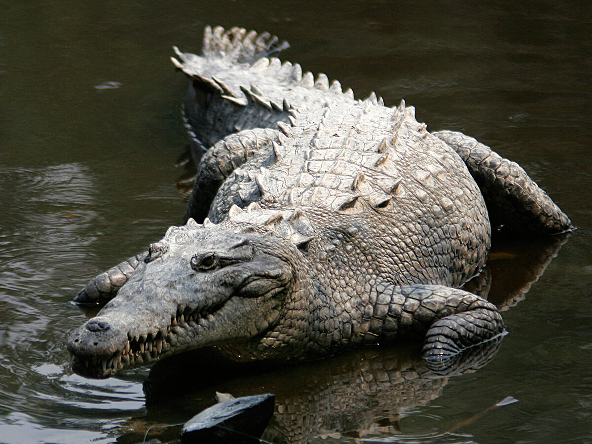 Saltwater Crocodile (American Crocodile)