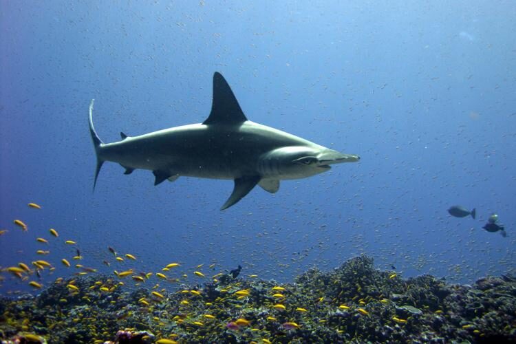 Scalloped Hammerhead