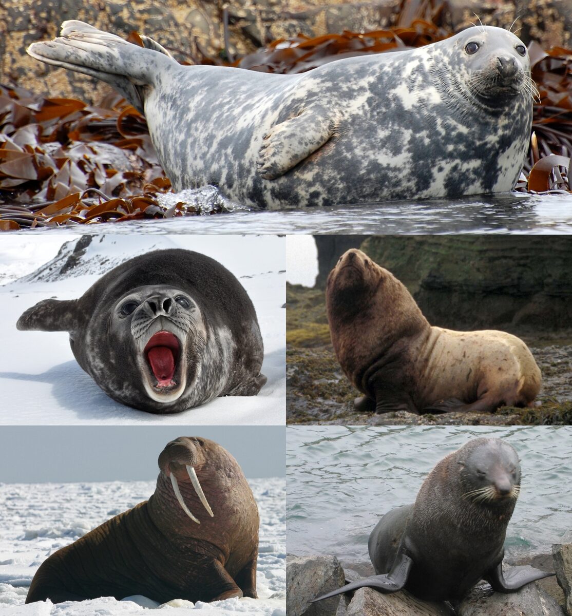 Seals & Sea Lions