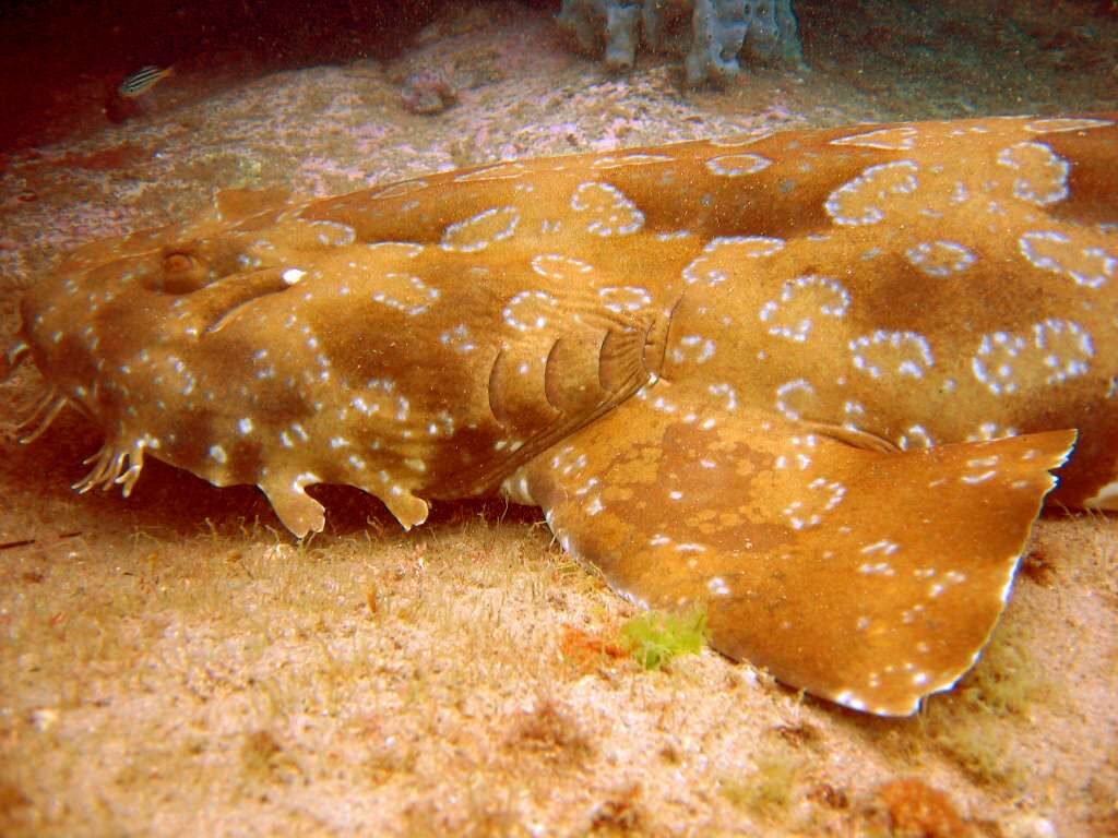 Wobbegong Shark