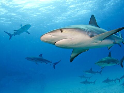 Jardines de la Reina