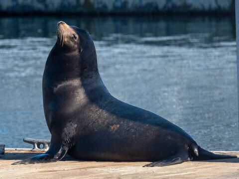 La Paz (Sea of Cortez)