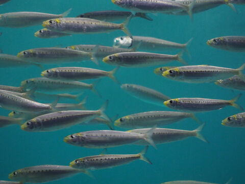 Sardine Run (Wild Coast)