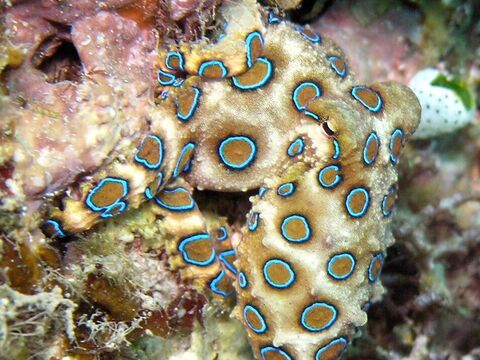 Blue-Ringed Octopus