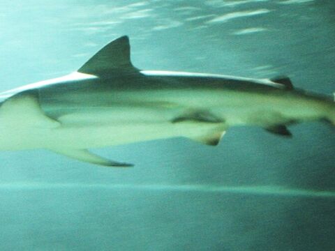 Bronze Whaler Shark