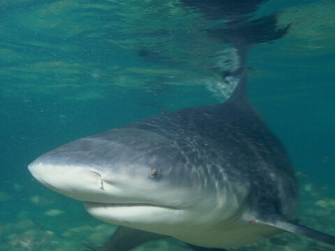 Bull Shark
