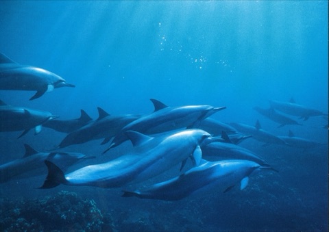 Dolphins