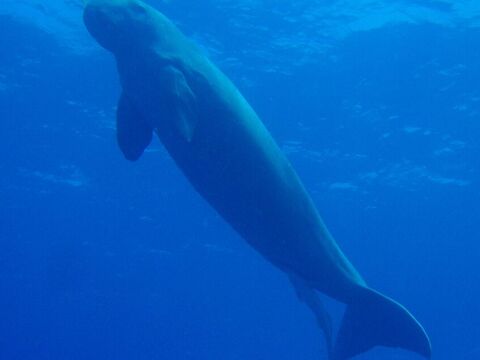 Dugong