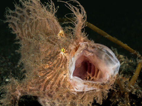 Frogfish
