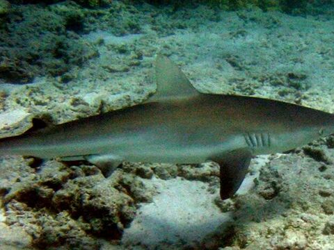 Galápagos Shark