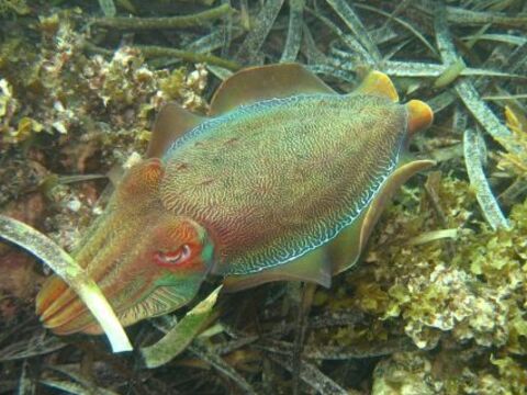 Giant Australian Cuttlefish