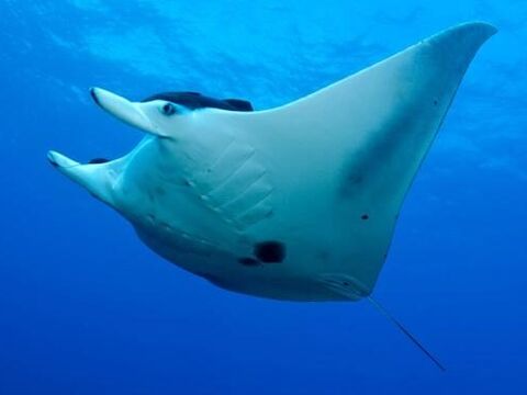 Giant Oceanic Manta Ray