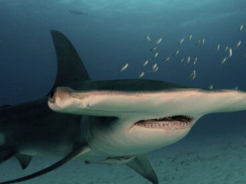 Great Hammerhead