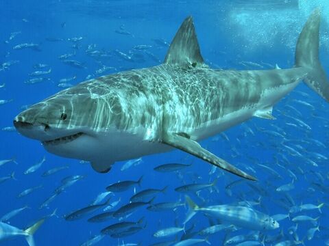 Great White Shark