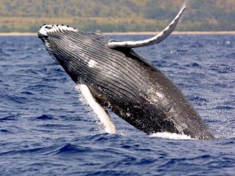 Humpback Whale