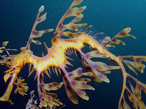Leafy Seadragon