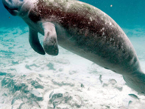 Manatee