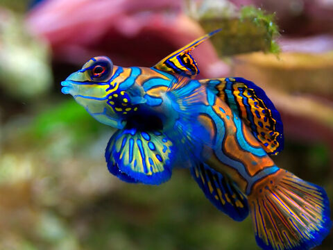 Mandarinfish