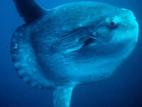 Ocean Sunfish (Mola Mola)