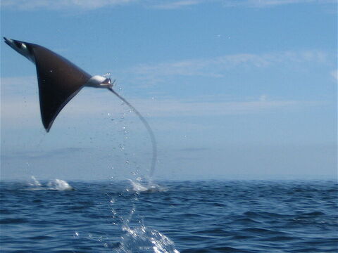 Munk's Devil Ray (Mobula)