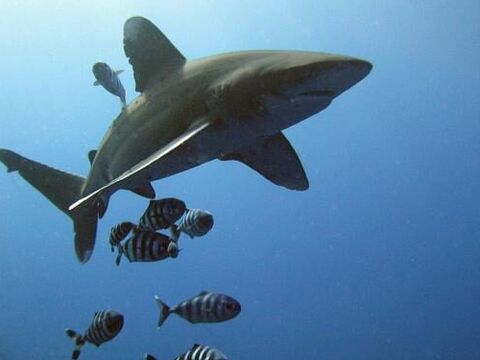 Oceanic Whitetip Shark