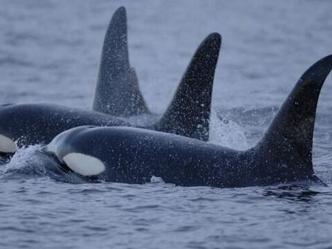 Orca (Killer Whale)