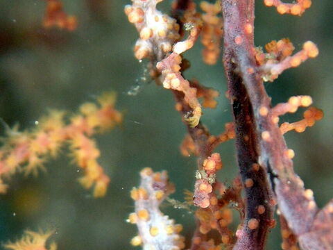 Pygmy Seahorse