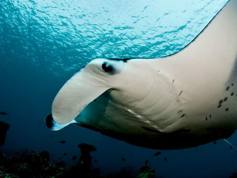 Reef Manta Ray