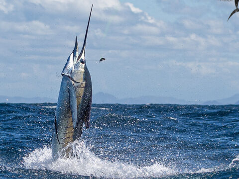 Atlantic Sailfish