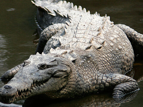 Saltwater Crocodile (American Crocodile)
