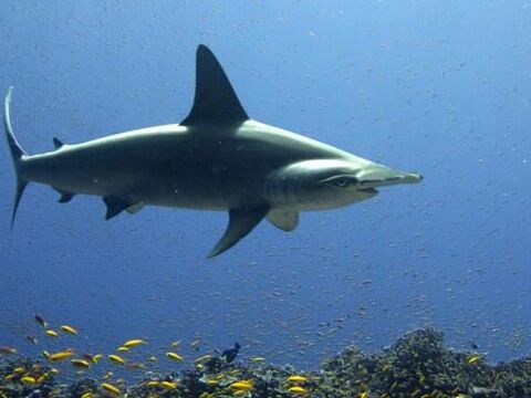 Scalloped Hammerhead