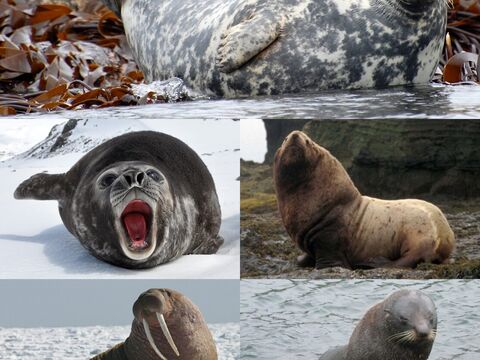 Seals & Sea Lions