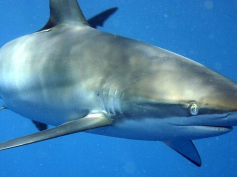 Silky Shark