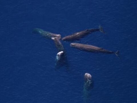 Sperm Whale