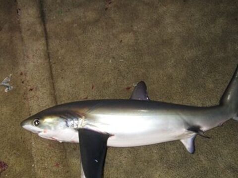 Pelagic Thresher Shark