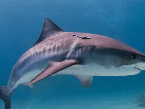 Tiger Shark