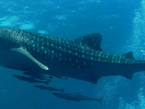 Whale Shark