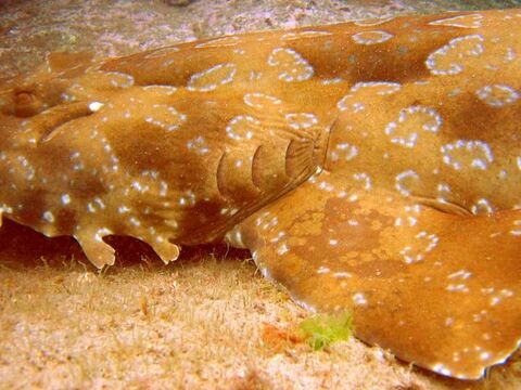 Wobbegong Shark